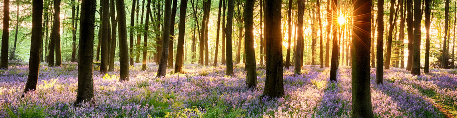 Woodland with sun