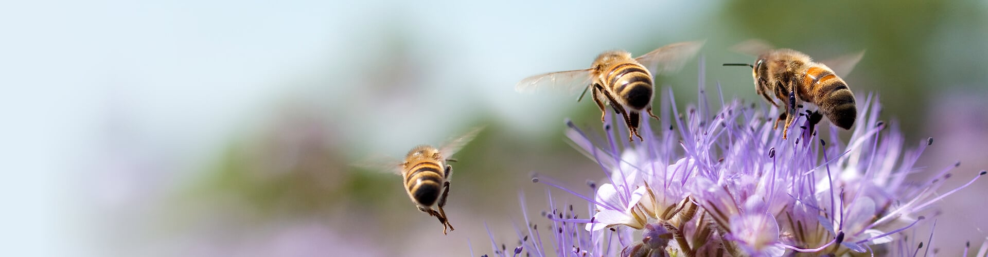 Tree honey bees pollinating a purple flower