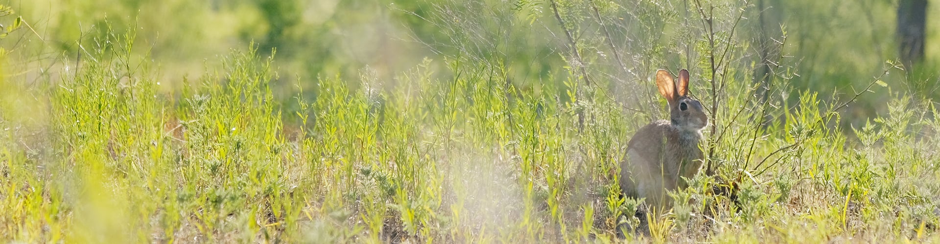 Image of a rabbit in grassland